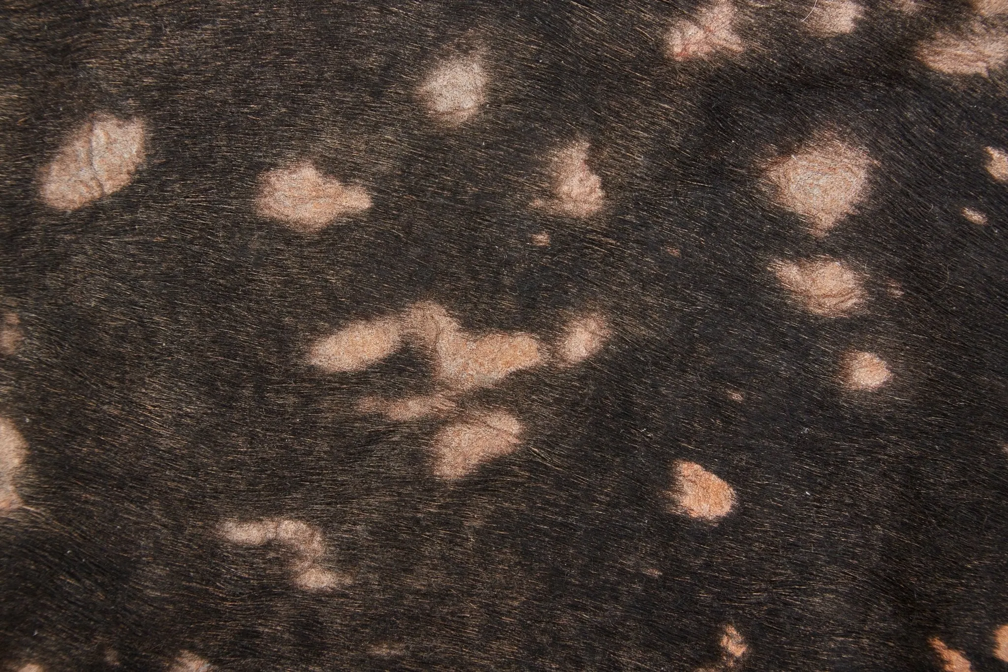 Ellyse ELLRAIND Copper Rug