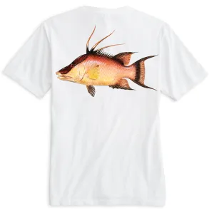 Key West, FL Hogfish